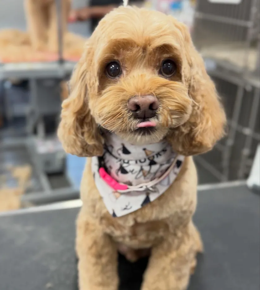 An apricot cavapoo with long curly ears and a little tongue out, wearing a birthday bandana