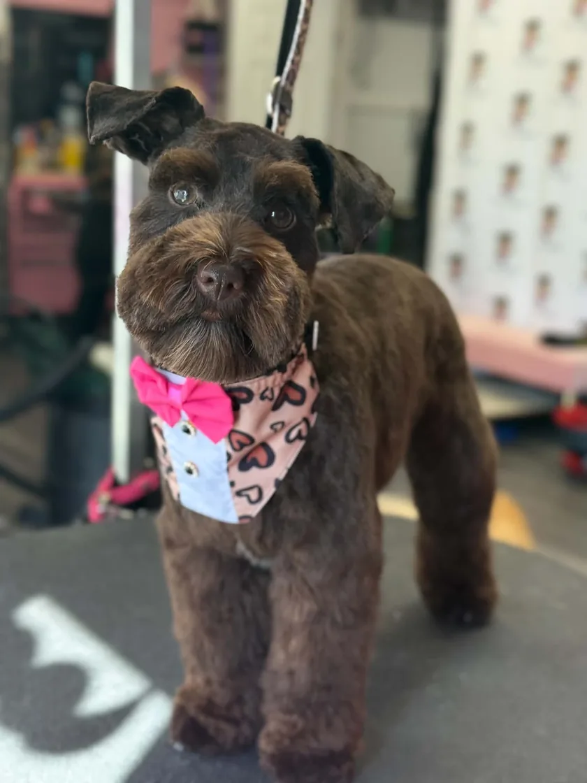 A chocolate schnauzer mix with a neat beard, wearing a pink bow tie and heart-print bandana