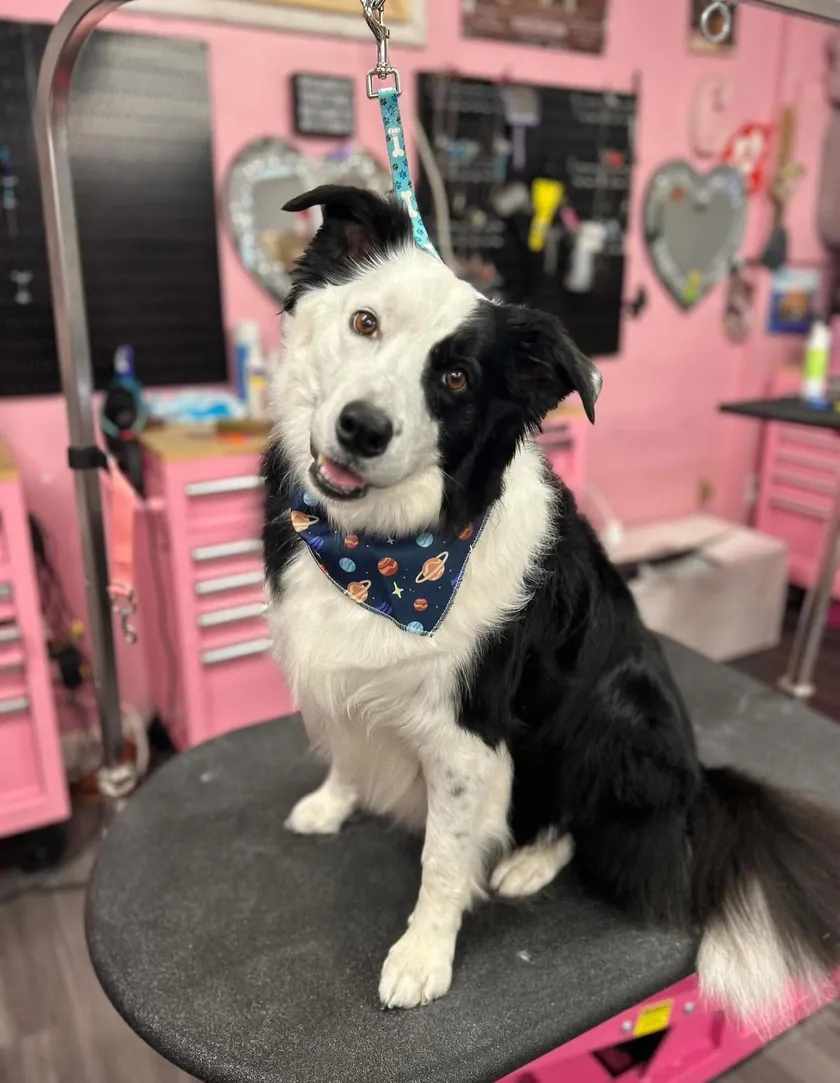 A black and white border collie with a head tilt, wearing a planet-print bandana on the grooming table in the pink salon