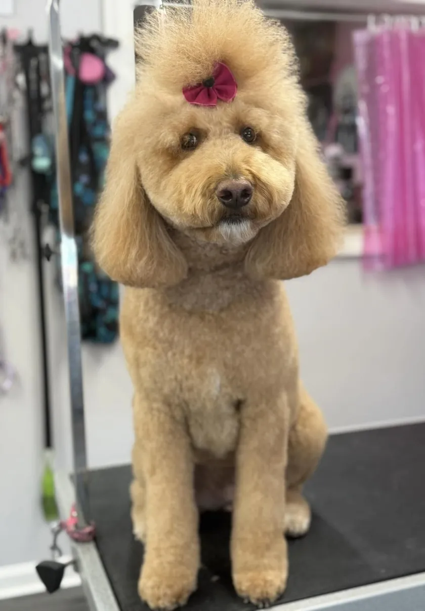 A tan doodle with a round teddy-bear face and a red topknot bow, sitting on the grooming table