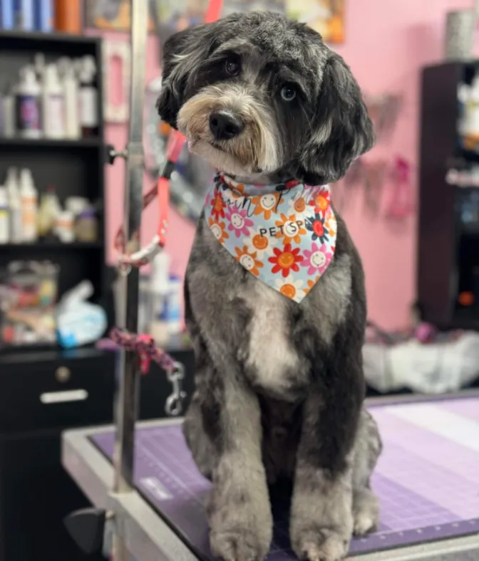 A merle doodle on the grooming table in a flowered Pooch Purrfect bandana, with the pink salon wall behind