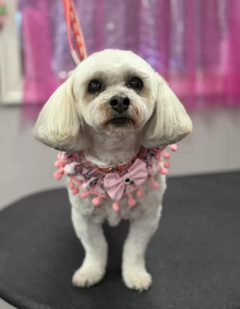 A white Maltese mix with long rounded ears, wearing a pink bandana with pom-pom trim and a heart bow