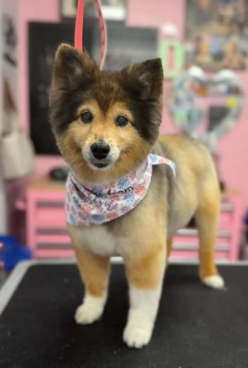 A small, fluffy sable and tan dog with a fresh trim, standing on the grooming table in a fireworks bandana