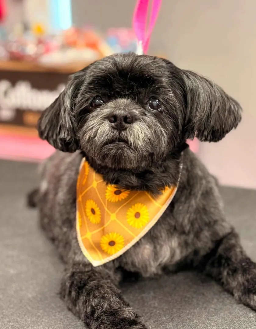 A black shih tzu with gray whiskers lying on the grooming table in a sunflower bandana