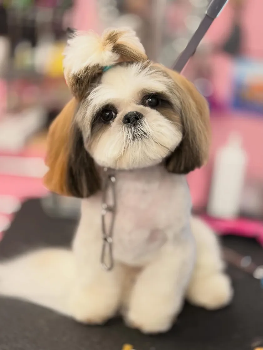 A gold and white shih tzu with a short body trim, long ears, and a topknot tied with a teal band