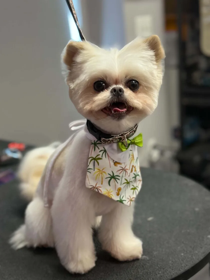A small white dog with a teddy-bear trim, wearing a palm-print bandana and green bow tie