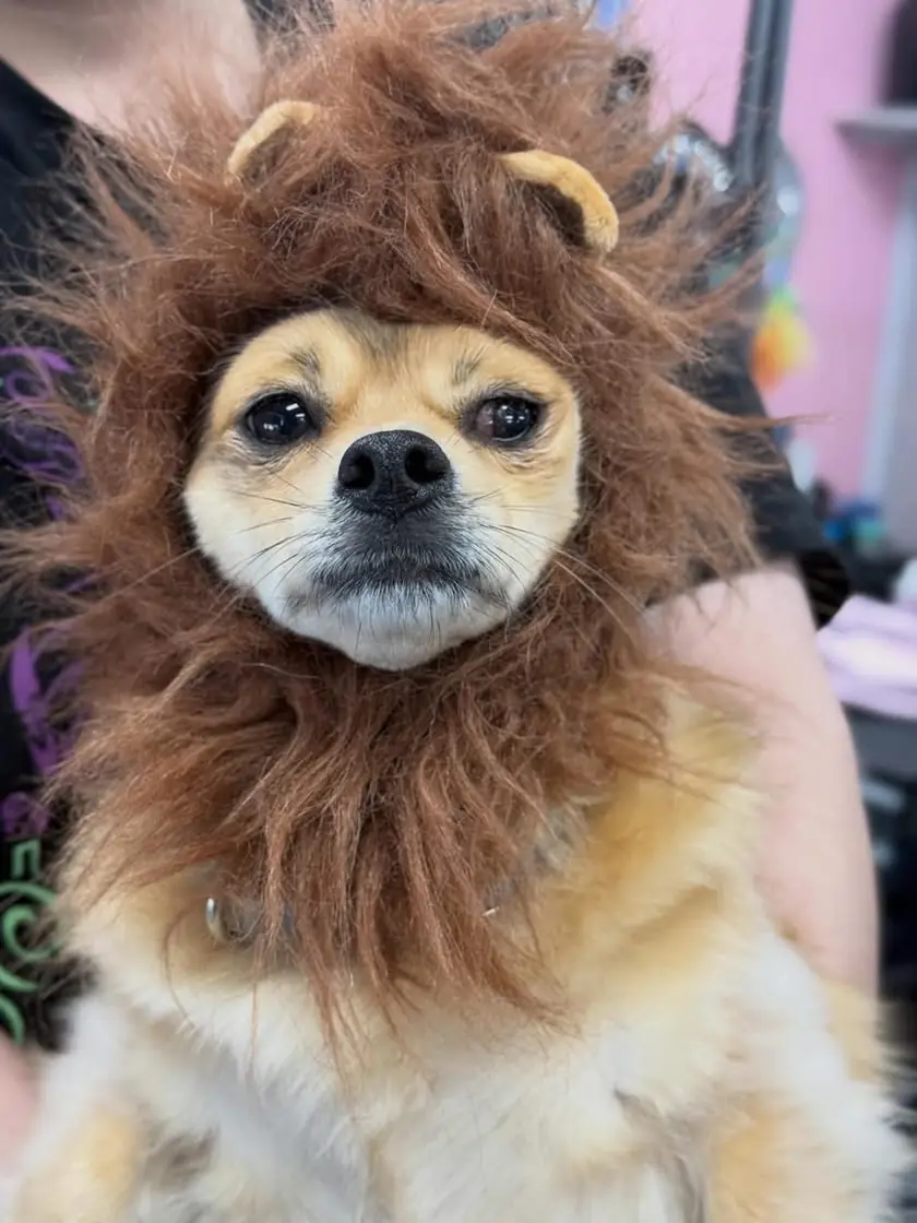 A small tan dog looking unimpressed inside a shaggy brown lion's mane