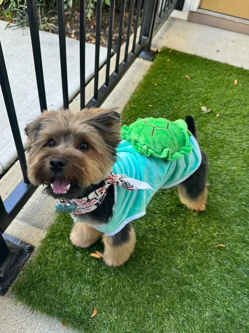 A Yorkshire terrier in a teal turtle costume with a green shell on its back, mouth open in a grin