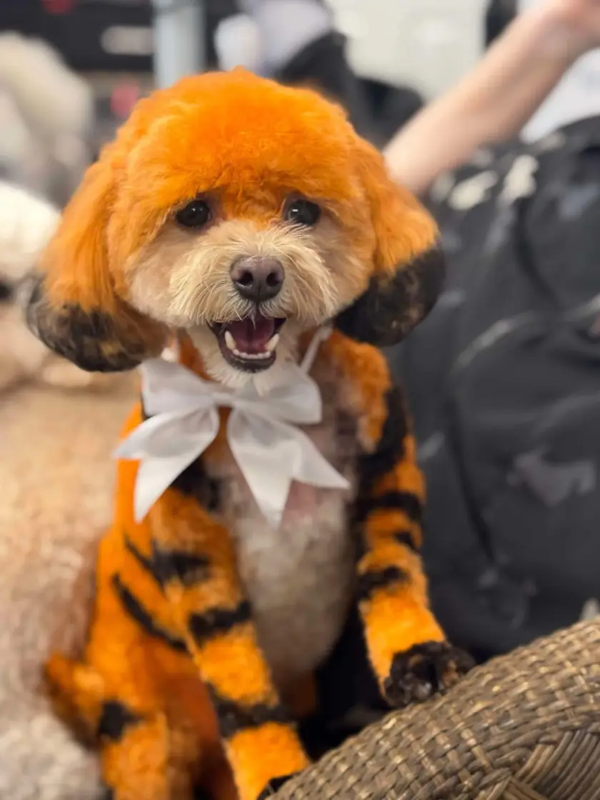 A small poodle mix dyed orange with black tiger stripes down its legs, wearing a white bow and grinning